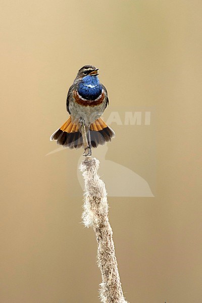 Blauwborst zittend op lisdodde; Bluethroat sitting on reed; stock-image by Agami/Walter Soestbergen,