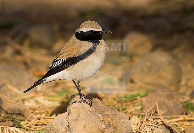 Desert Wheatear - Wüstensteinschmätzer - Oenanthe deserti, Oman, adult male stock-image by Agami/Ralph Martin,