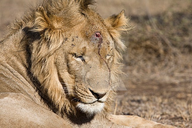 Mannetje Afrikaanse Leeuw; Male African Lion stock-image by Agami/Marc Guyt,