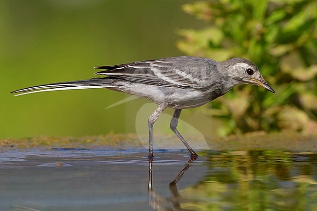 White Wagtail, Juvenile standing in the water, Campania, Italy (Motacilla alba) stock-image by Agami/Saverio Gatto,