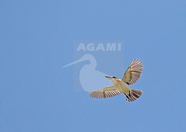 Critically Endangered Niau Kingfisher (Todiramphus gertrudae) in French Polynesia. In flight. stock-image by Agami/Pete Morris,