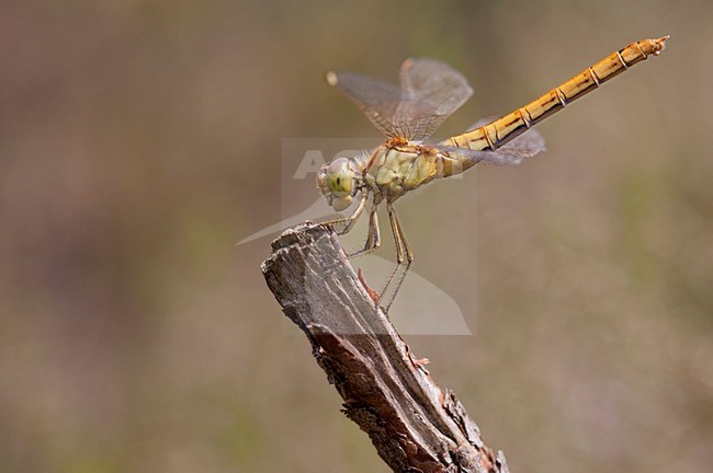 Imago Zuidelijke heidelibel; Adult Southern Darter stock-image by Agami/Fazal Sardar,