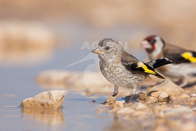 European Goldfinch, Putter,  Carduelis carduelis ssp. balcanica, Croatia, juvenile stock-image by Agami/Ralph Martin,