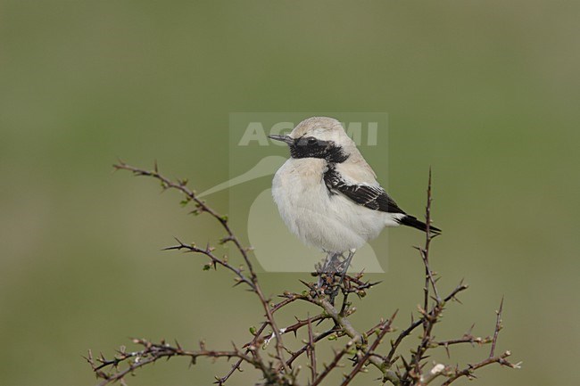 Woestijntapuit man zittend op tak; Desert Wheatear male perched on branch stock-image by Agami/Reint Jakob Schut,