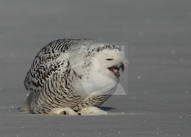 Sneeuwuil etend, Snowy Owl eating stock-image by Agami/David Hemmings,