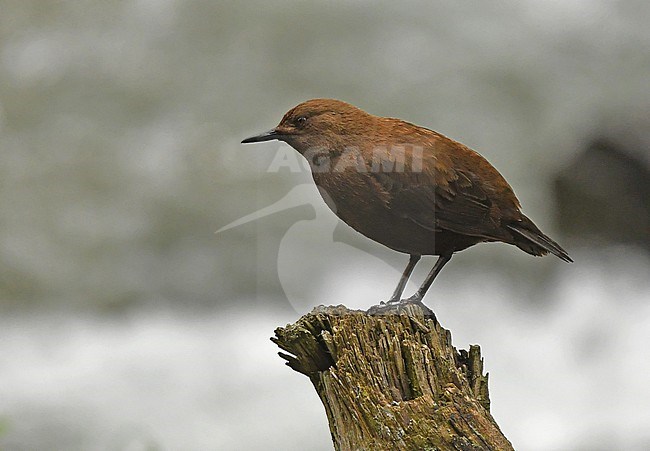 Brown Dipper (Cinclus pallasii) at a stream in the lower mountains of Tien Shan, Kazachstan stock-image by Agami/Eduard Sangster,