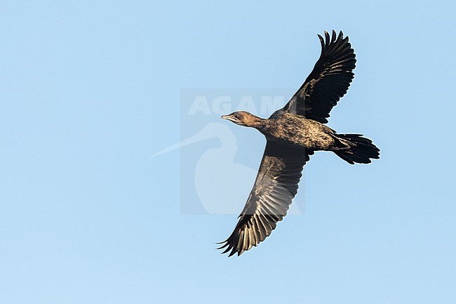 Pygmy Cormorant (Phalacrocorax pygmeus) during late winter in lake Kerkini, Greece. stock-image by Agami/Marc Guyt,