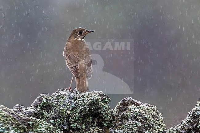 Northern Gray-cheeked Thrush (Catharus minimus aliciae) sitting on a wall under hard rain in Middle Fields, Corvo, Azores, Portugal. stock-image by Agami/Vincent Legrand,