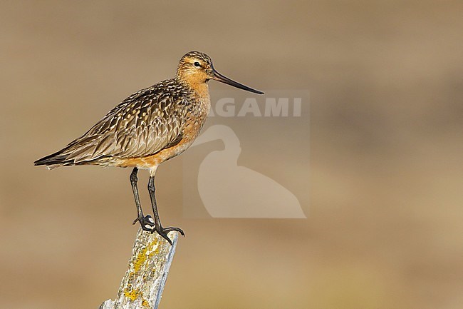 Adult male Eastern Bar-tailed Godwit (Limosa lapponica baueri or anadyrensis) in breeding plumage standing on a wooden pole in tundra on Seward Peninsula, Alaska, USA, during late spring. stock-image by Agami/Brian E Small,