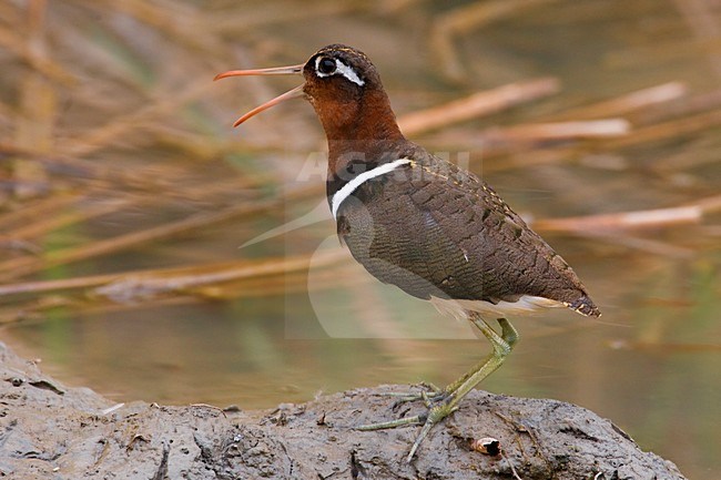 Vrouwtje Goudsnip; Female Greater Painted Snipe stock-image by Agami/Daniele Occhiato,