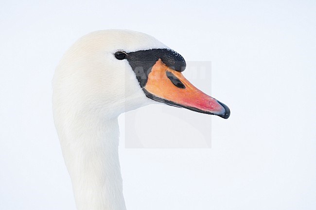Mute Swan - Höckerschwan - Cygnus olor, Germany, adult stock-image by Agami/Ralph Martin,