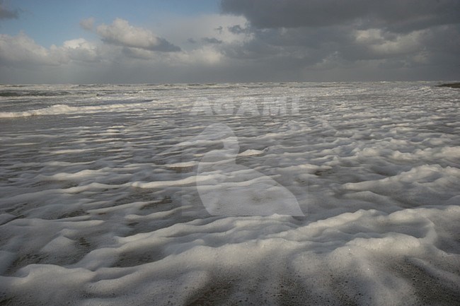 Noordzeekust tussen Katwijk en Noordwijk; North Sea coast between Katwijk and Noordwijk stock-image by Agami/Menno van Duijn,