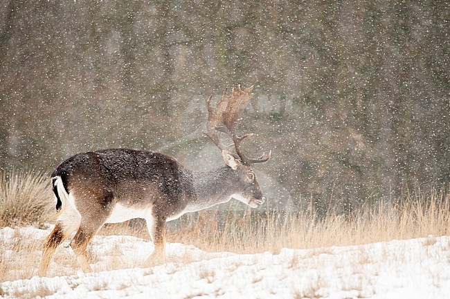 Fallow deer (Dama dama) walking in dunes during snowfall stock-image by Agami/Caroline Piek,