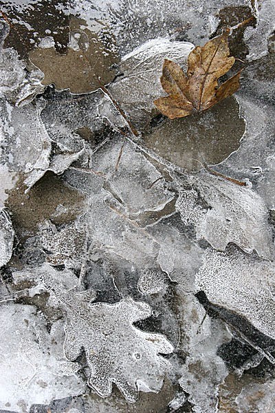 Bevroren bladeren; Frozen leafs stock-image by Agami/Menno van Duijn,