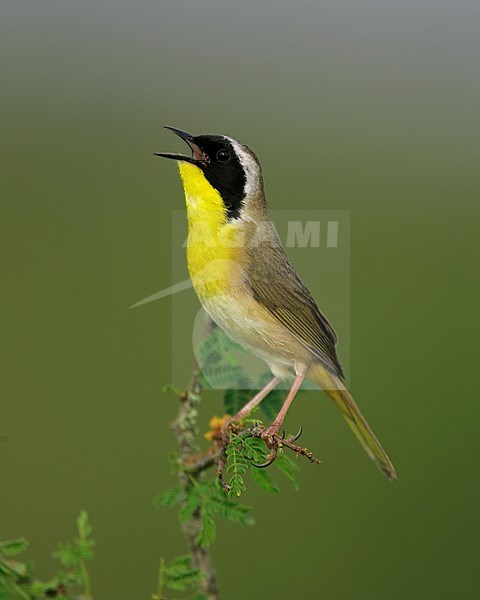 Adult male
Galveston Co., TX
April 2005 stock-image by Agami/Brian E Small,