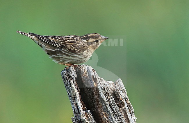 Rotsmus; Rock Sparrow stock-image by Agami/Jacques van der Neut,