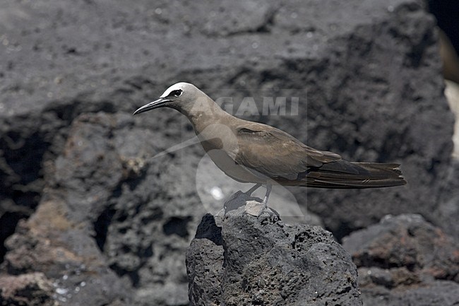 Brown Noddy, Noddy stock-image by Agami/Marc Guyt,