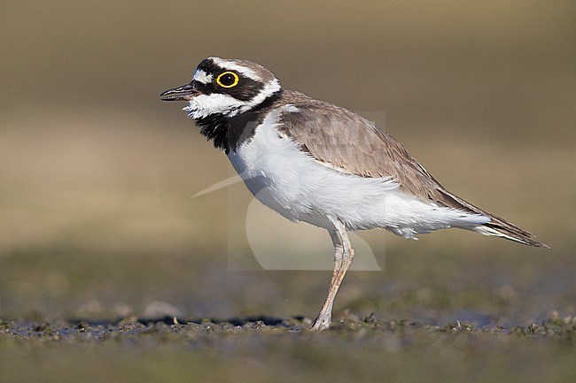 Little Ringed Plover (Charadrius dubius), adult standing on the ground stock-image by Agami/Saverio Gatto,