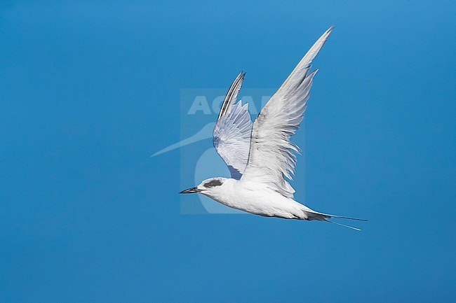 Adult moulting Forster' Tern flying over Cape May Beach, New Jersey. August 2016. stock-image by Agami/Vincent Legrand,