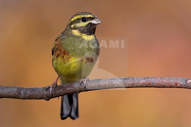 Mannetje Cirlgors; Male Cirl Bunting stock-image by Agami/Daniele Occhiato,