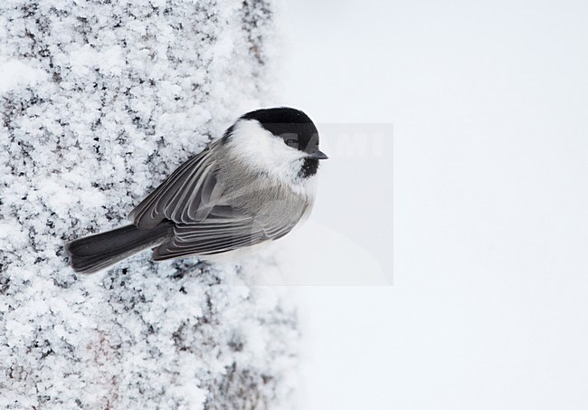 Matkop in de winter; Willow Tit in winter stock-image by Agami/Markus Varesvuo,