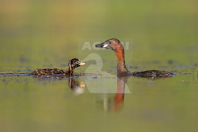 Little Grebe - Zwergtaucher - Tachybaptus ruficollis ssp. ruficollis, Germany, adult with chick stock-image by Agami/Ralph Martin,