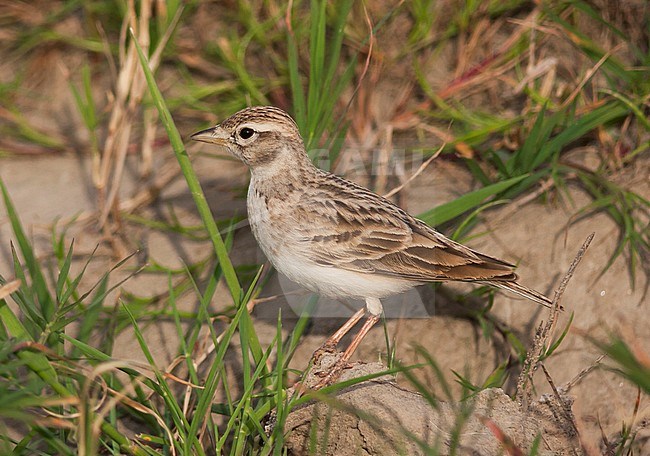 Short-toed Lark - Kurzzehenlerche - Calandrella brachydactyla ssp. hermonensis, Turkey, adult stock-image by Agami/Ralph Martin,