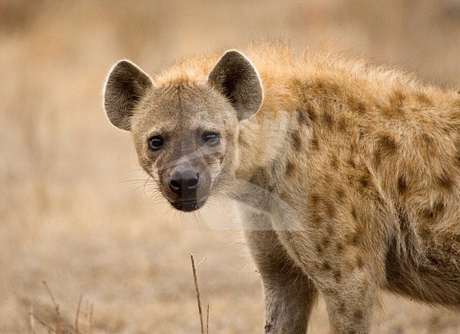 Gevlekte Hyena; Spotted Hyena stock-image by Agami/Marc Guyt,