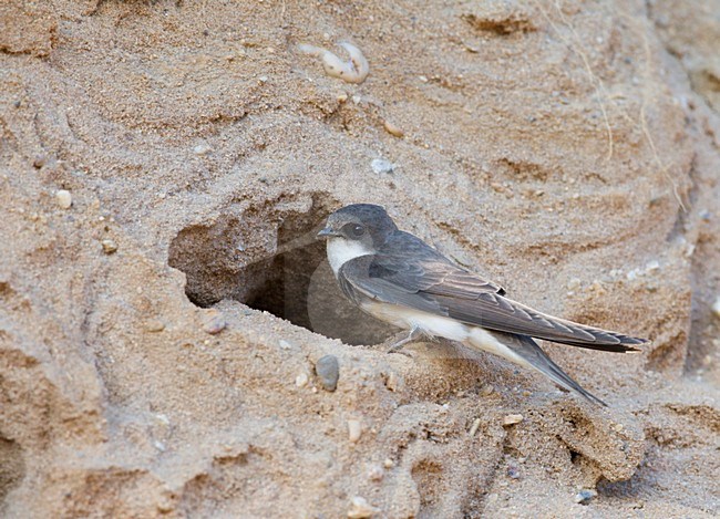 Sand Martin near its nest; Oeverzwaluw volwassen bij zijn nest stock-image by Agami/Ran Schols,