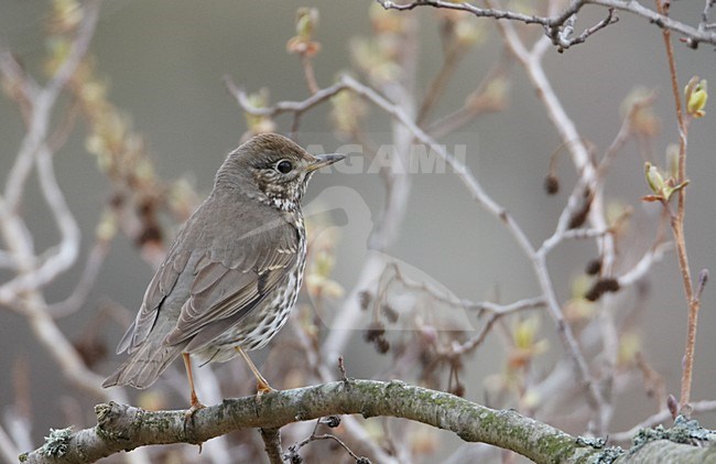 Zanglijster op tak, Song Thrush on a branch stock-image by Agami/Markus Varesvuo,