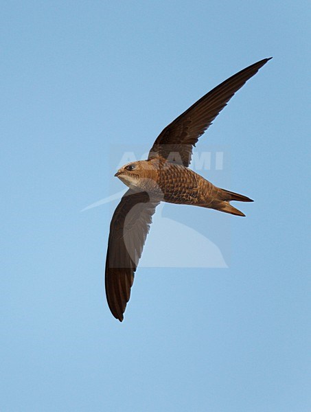 Vliegende Vale Gierzwaluw;Flying Pallid Swift stock-image by Agami/Ran Schols,