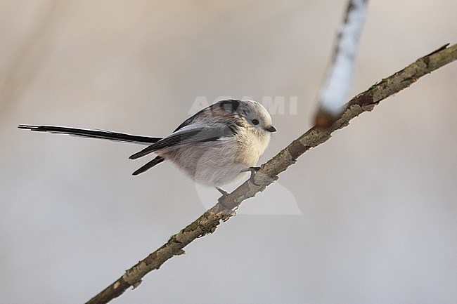 Northern Long-tailed Tit ( Aegithalos caudatus caudatus) perched on a branch at Gentofte, Denmark stock-image by Agami/Helge Sorensen,