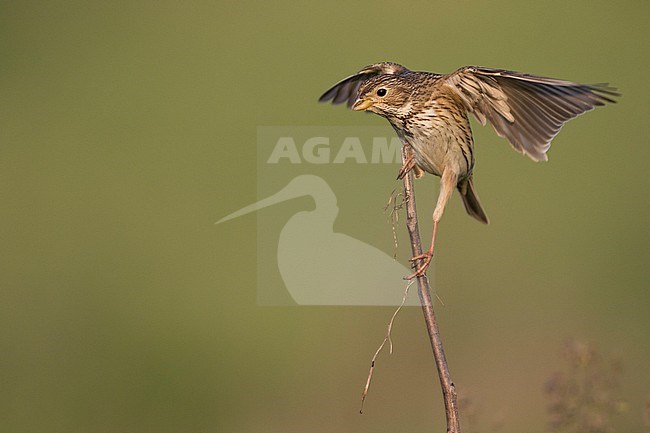 Corn Bunting - Grauammer - Miliaria calandra ssp. calandra, Hungary, adult stock-image by Agami/Ralph Martin,