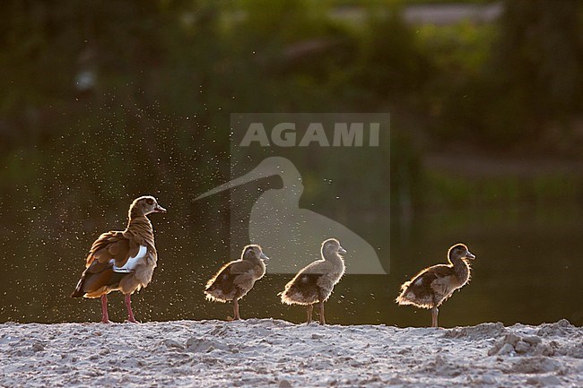Egyptian Goose - Nilgans - Alopochen aegyptiaca, Germany, adult with goslings stock-image by Agami/Ralph Martin,