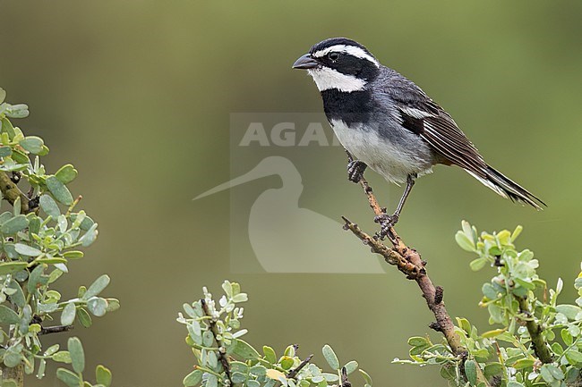 Ringed Warbling Finch (Microspingus torquatus) Perched on a branch in Argentina stock-image by Agami/Dubi Shapiro,