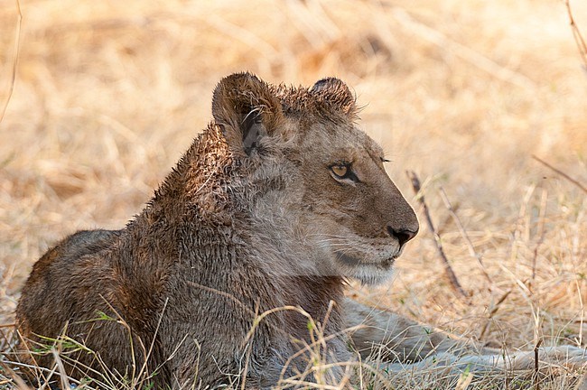 A wet young lion, Panthera leo, resting after crossing a river. Okavango Delta, Botswana. stock-image by Agami/Sergio Pitamitz,