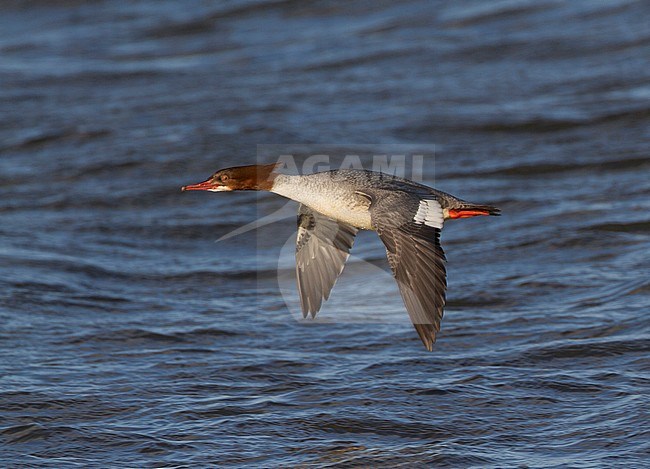 Volwassen vrouwtje Grote Zaagbek, Goosander stock-image by Agami/Karel Mauer,