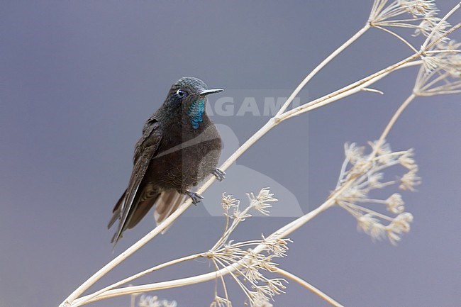 Birds of Peru, a Black Metaltail stock-image by Agami/Dubi Shapiro,