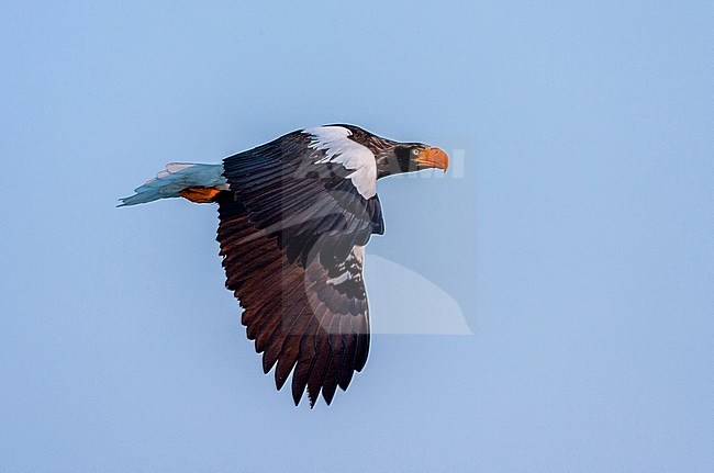 Wintering Steller's Sea Eagle (Haliaeetus pelagicus) on the island Hokkaido in Japan. Adult in flight with early morning light, seen from the side. stock-image by Agami/Marc Guyt,