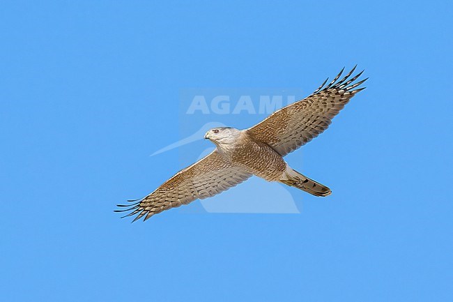 Adult male
Pima Co., AZ
April 2024 stock-image by Agami/Brian E Small,