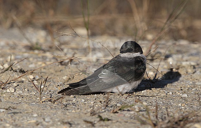 Tree Swallow (Tachycineta bicolor), resting on ground at Cape May, New Jersey, USA stock-image by Agami/Helge Sorensen,