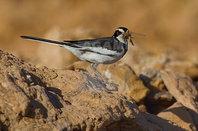 Afrikaanse Bonte Kwikstaart met voer; African Pied Wagtail with food stock-image by Agami/Daniele Occhiato,