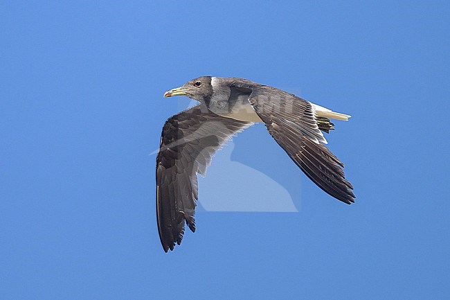 Adult Sooty Gull, Ichthyaetus hemprichii, in Oman. stock-image by Agami/Sylvain Reyt,