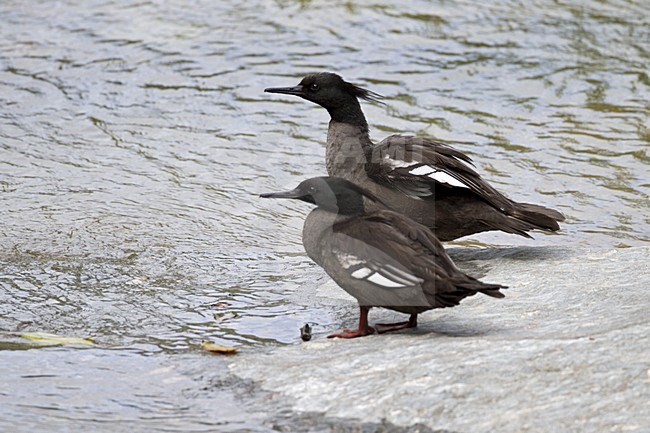 Braziliaanse Zaagbek, Brazilian Merganser, Mergus octosetaceus stock-image by Agami/Dubi Shapiro,