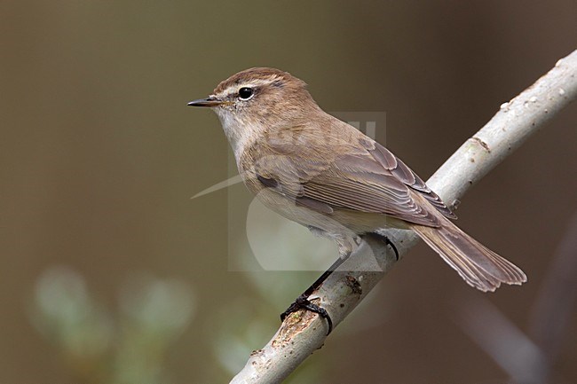 Kaukasische Tjiftjaf op een tak; Caucasian Chiffchaff on a branch stock-image by Agami/Daniele Occhiato,