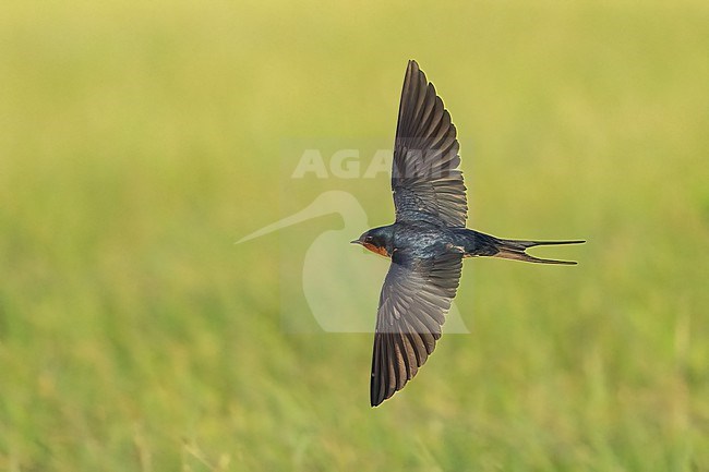 Adult American Barn Swallow (Hirundo rustica erythrogaster) in flight Galveston County, Texas, United States. stock-image by Agami/Brian E Small,