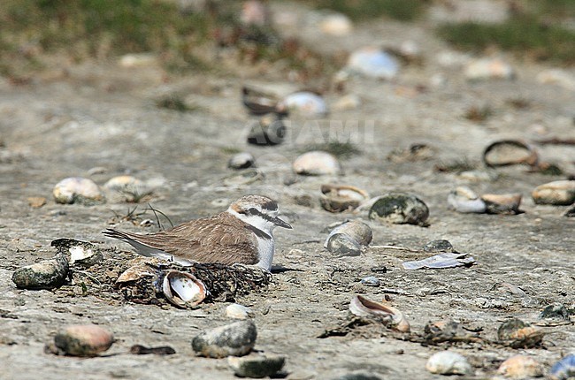 Strandplevier op het nest, omgeven door muiltjes, exotische schelpen in het Deltagebied; Kentish Plover on its nest. stock-image by Agami/Jacques van der Neut,