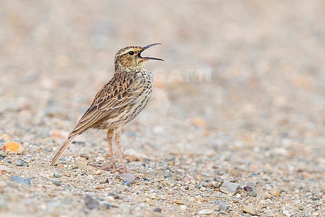 Agulhas Long-billed Lark (Certhilauda brevirostris), side view of an adult singing on the ground, Western Cape, South Africa stock-image by Agami/Saverio Gatto,