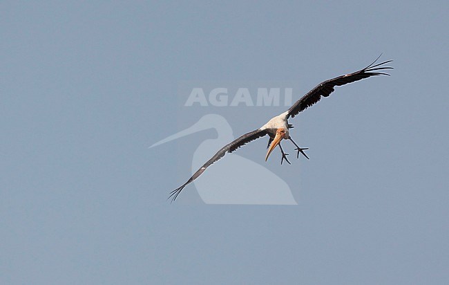 Painted Stork (Mycteria leucocephala) in flight over at Bang Poo in Thailand. Bird landing with dangling legs. stock-image by Agami/Helge Sorensen,