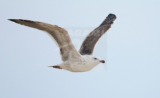 Great Black-backed Gull - Mantelmöwe - Larus marinus, Germany, 1st W stock-image by Agami/Ralph Martin,